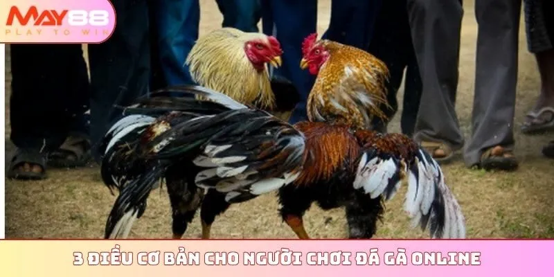 3 điều cơ bản cho người chơi đá gà online