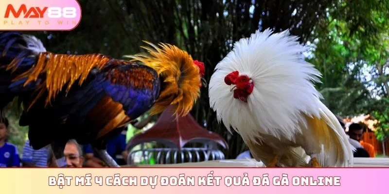 Bật mí 4 cách dự đoán kết quả đá gà online